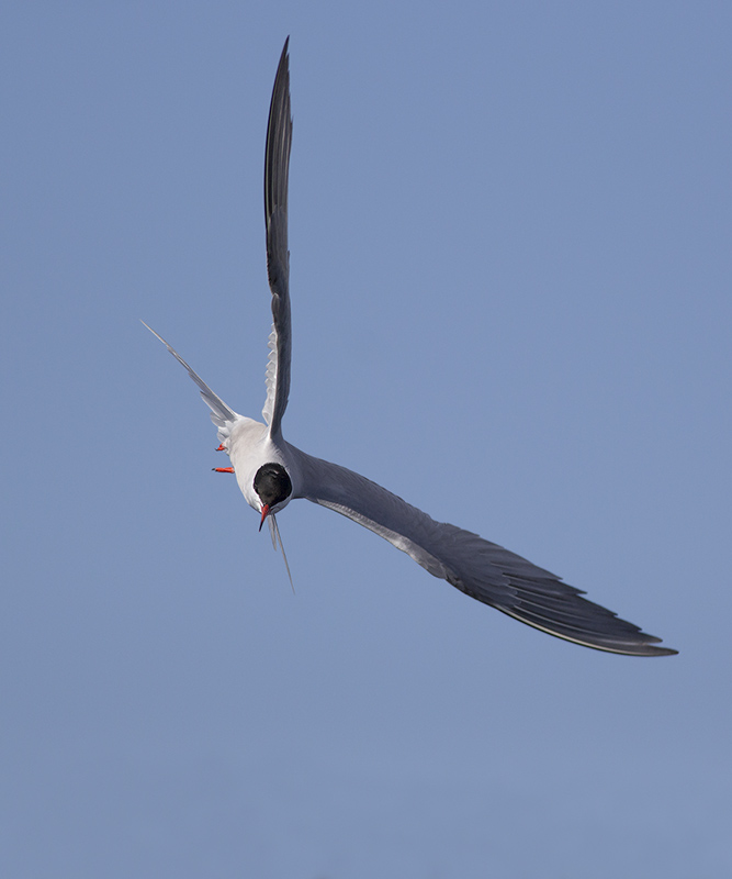 Visdief / Common Tern