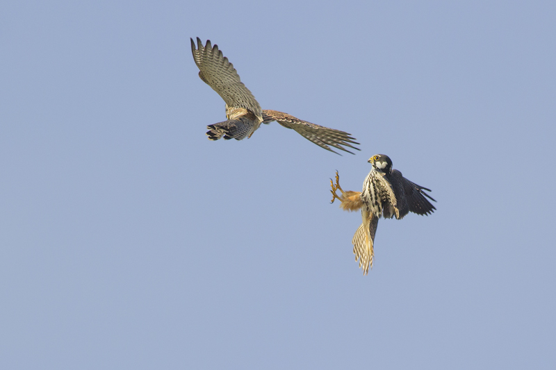 Boomvalk ruziend met Torenvalk / Hobby and Common Kestrel in an aerial tussle