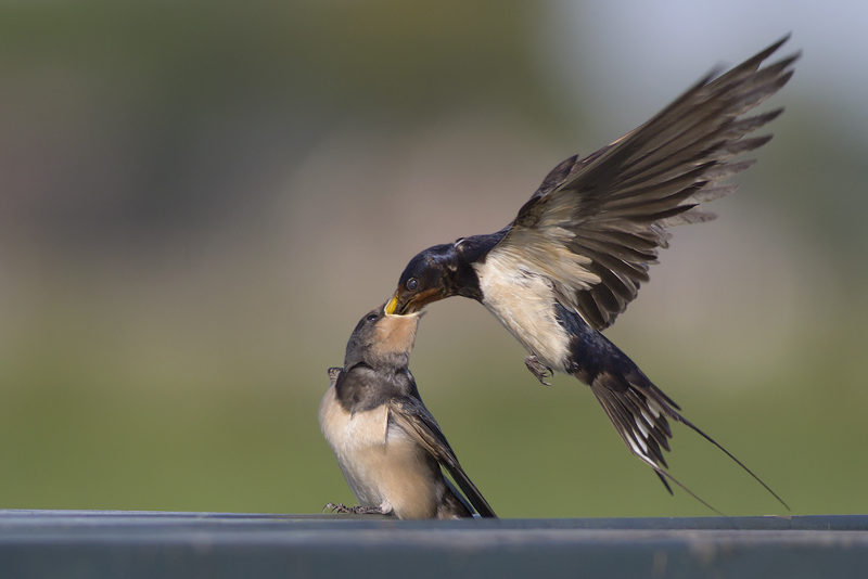 Boerenzwaluw voert jong / Barn Swallow feeding young