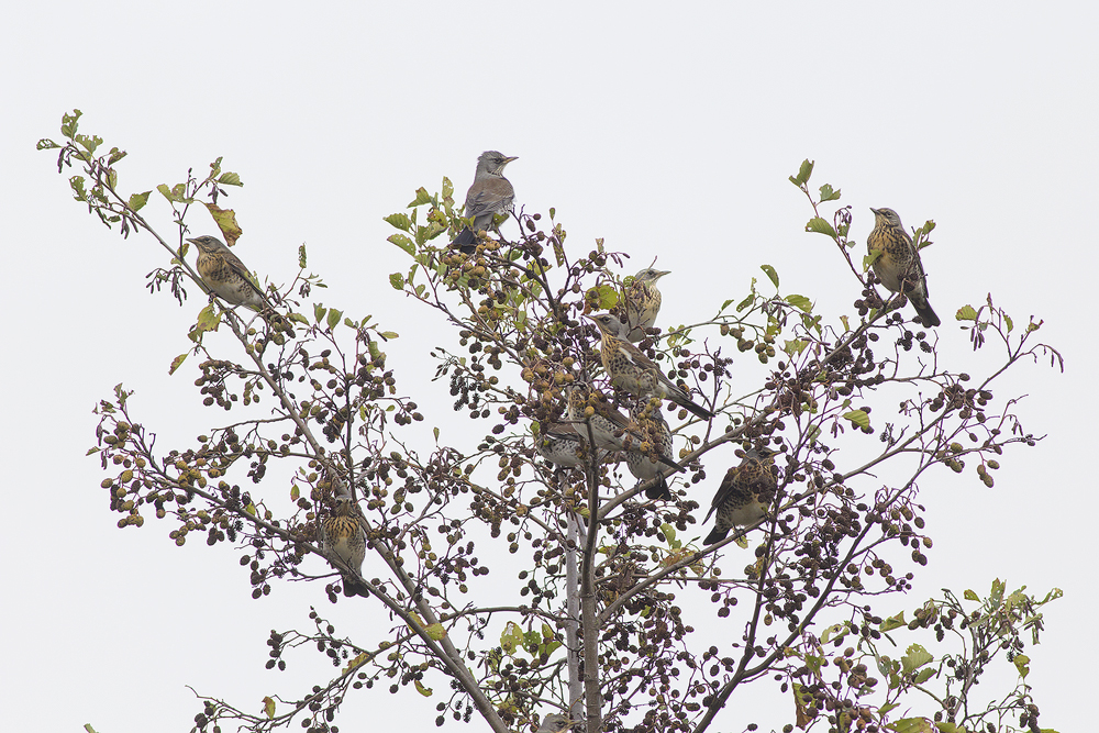 Kramsvogels / Fieldfares