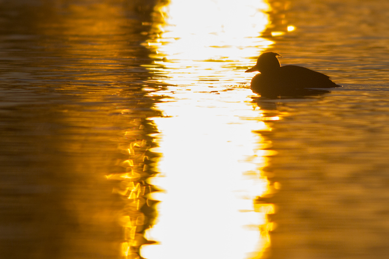 Kuifeend in zonsondergang / Tufted Duck in sunset light
