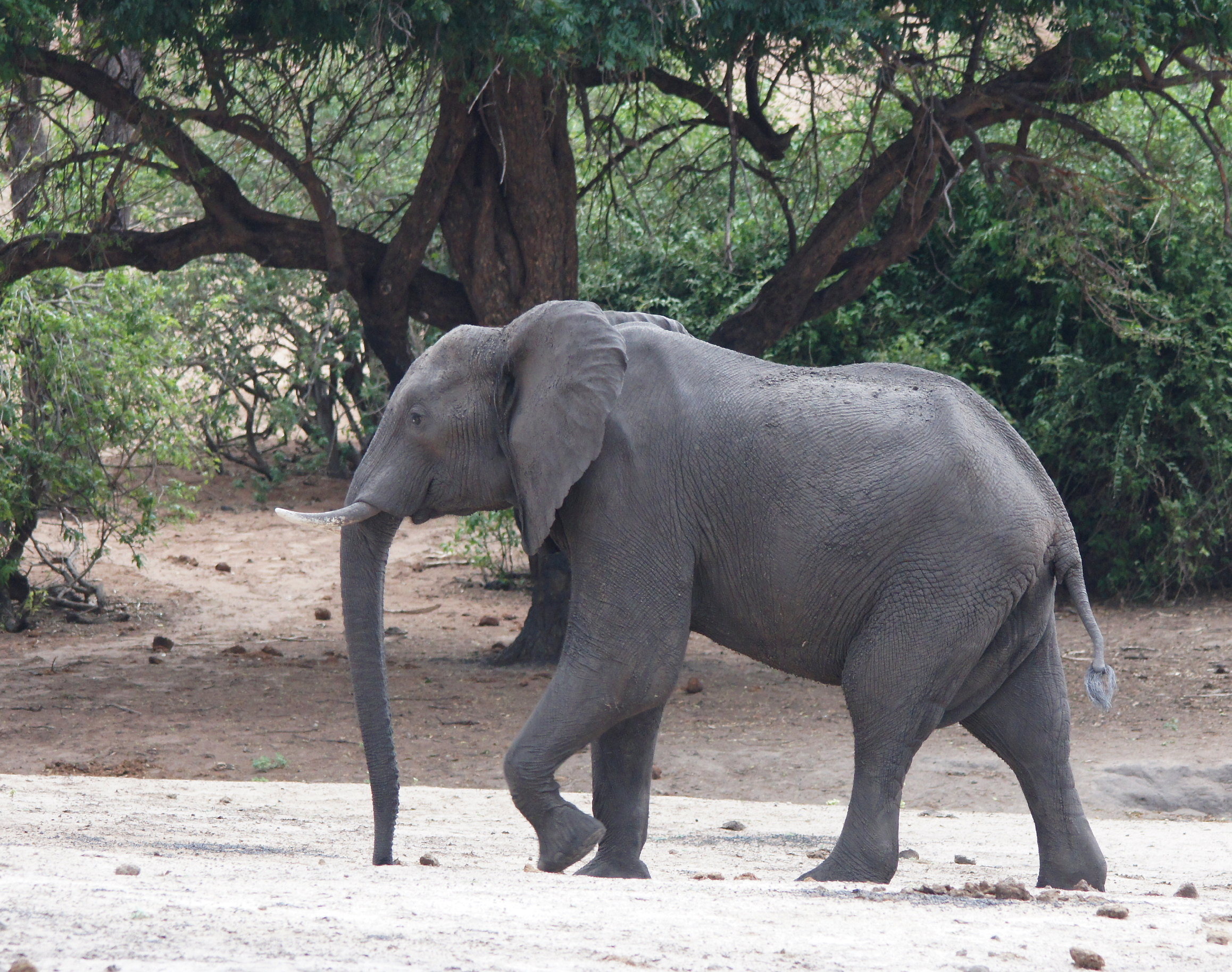 African Elephant.jpg