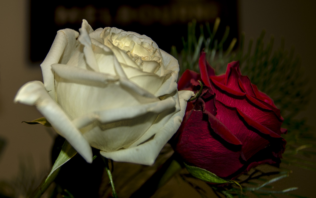 DSC_0018.jpg