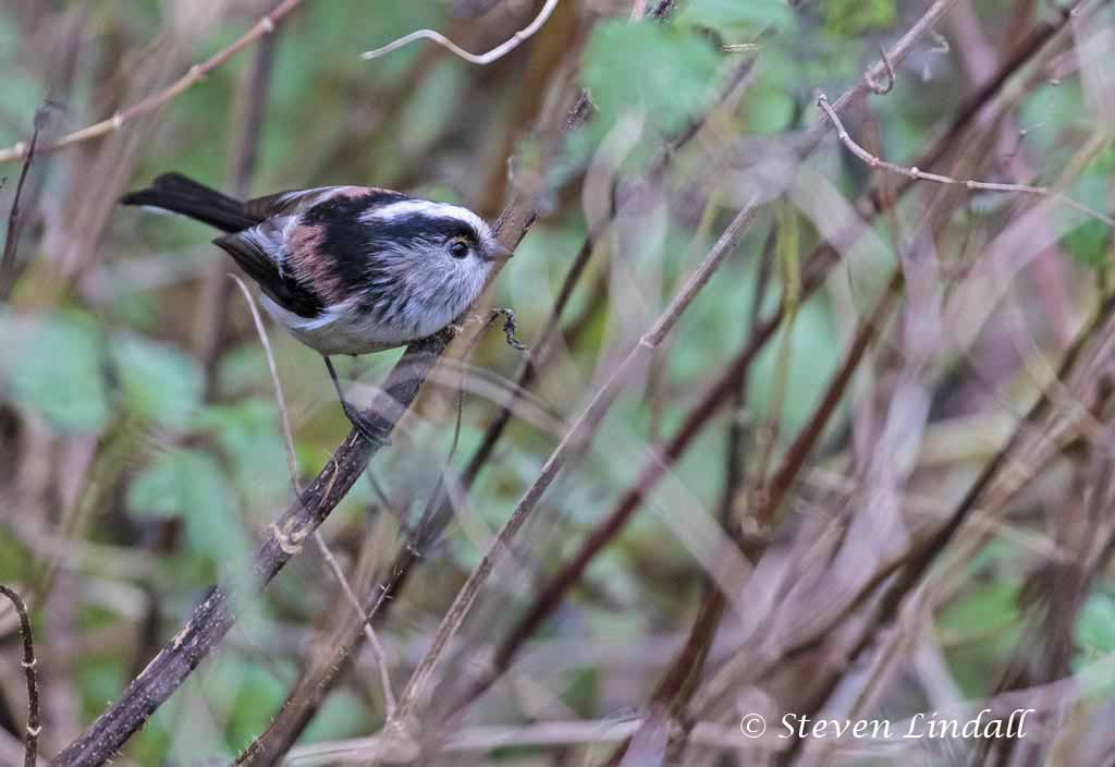 Long Tailed Tit