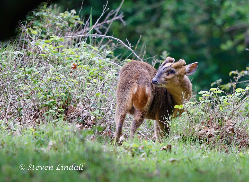 Muntjac Deer