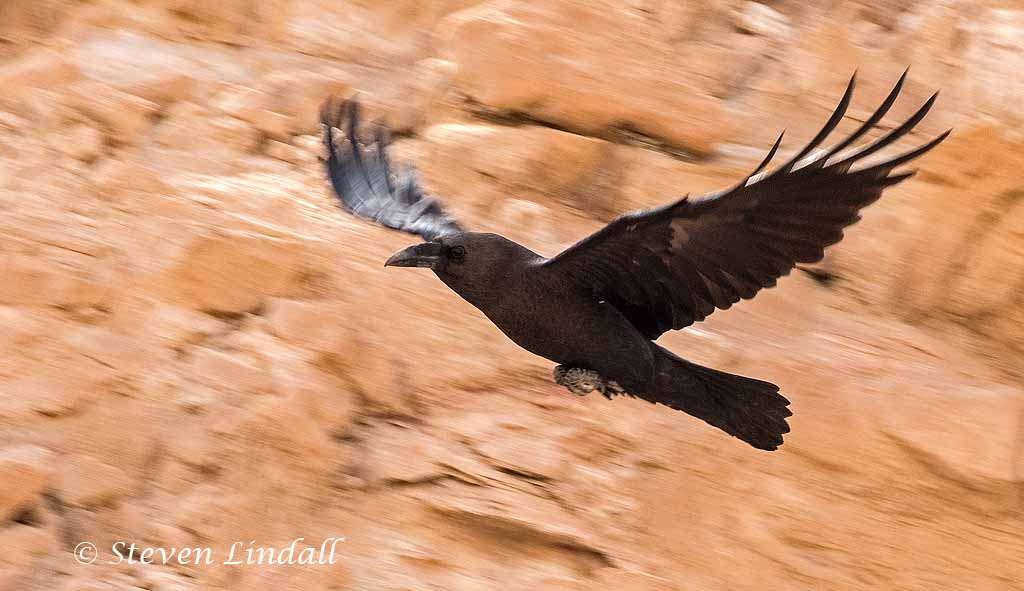 Brown Necked Raven