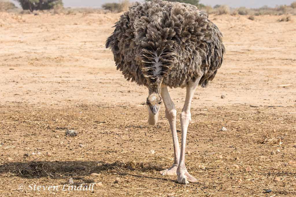 Ostrich - Female