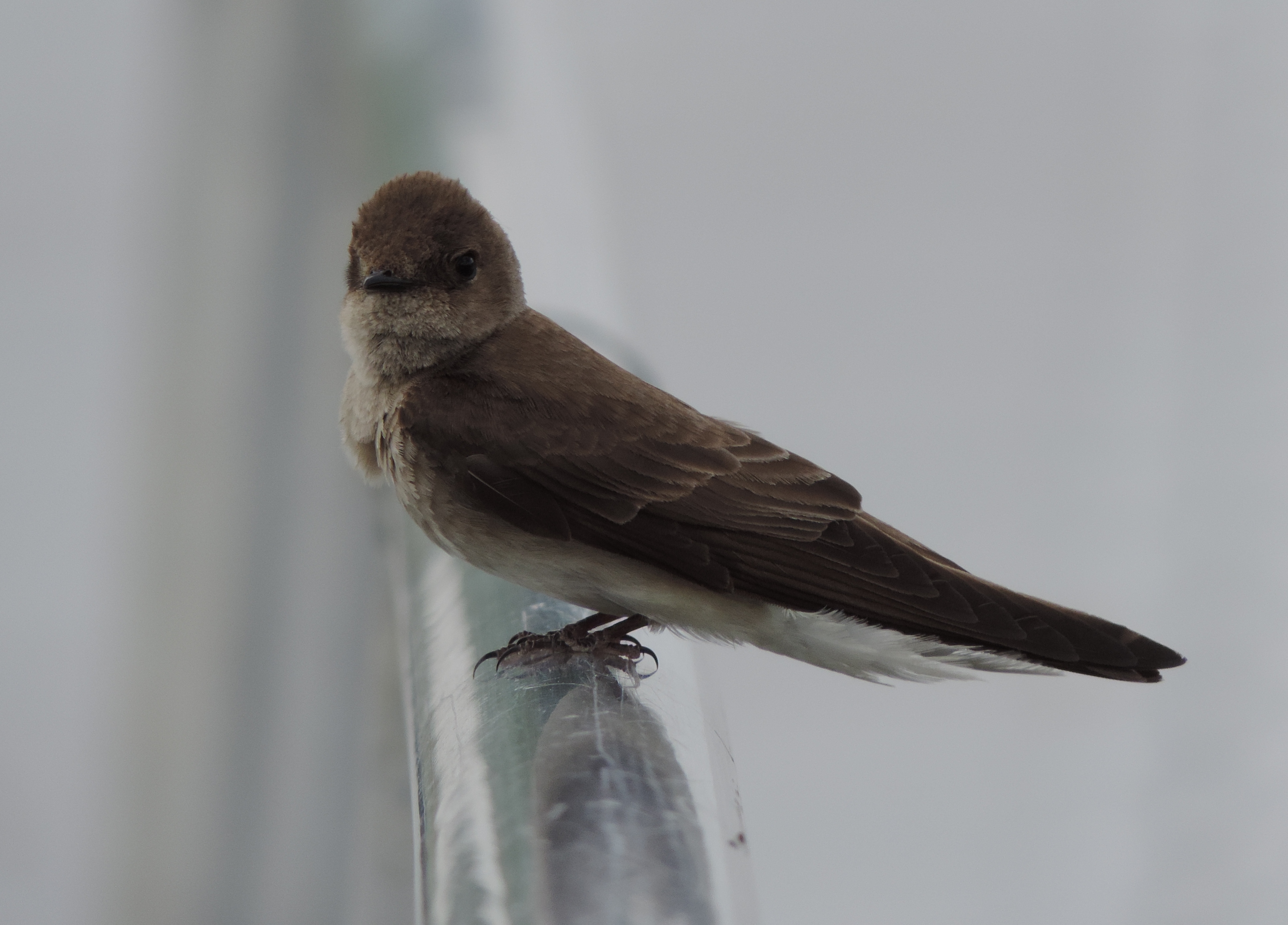 Swallow NRW CG station May 14 c.JPG