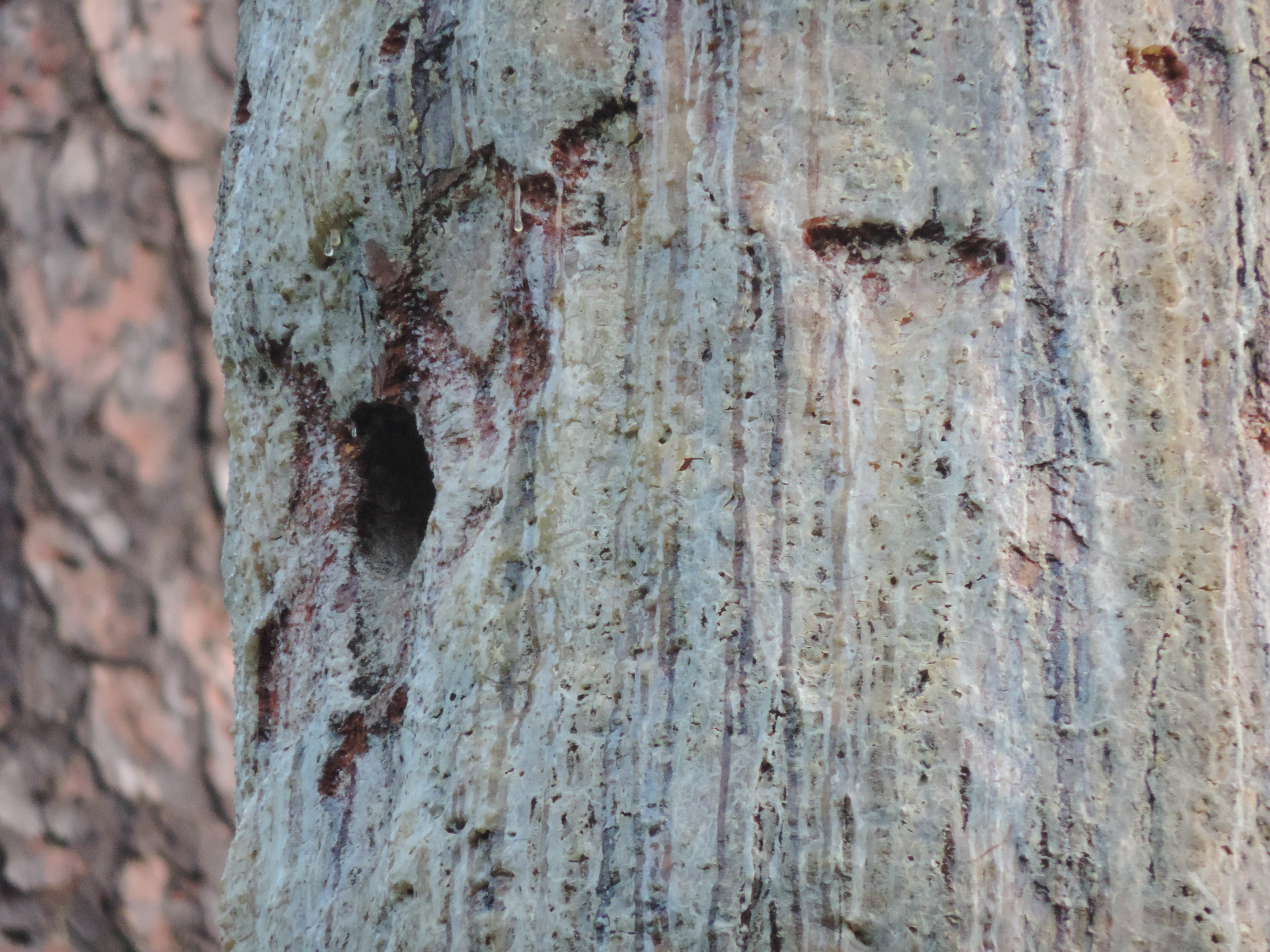 WP Red Cockaded Cavity b.JPG