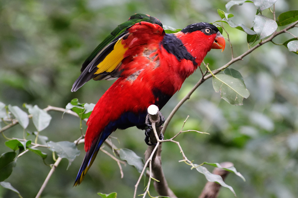 Black-capped Lory (3)