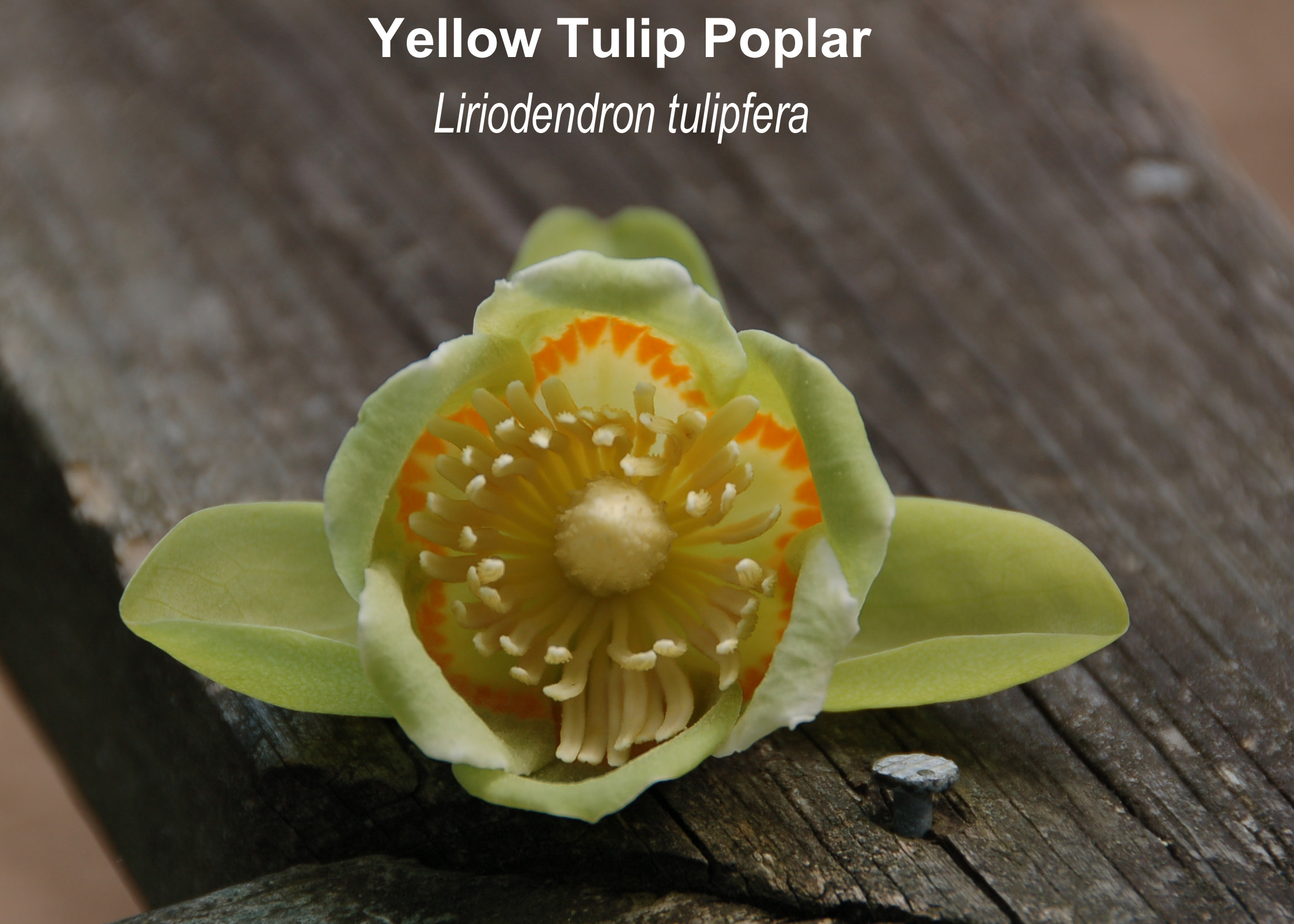 Yellow Tulip Tree.jpg