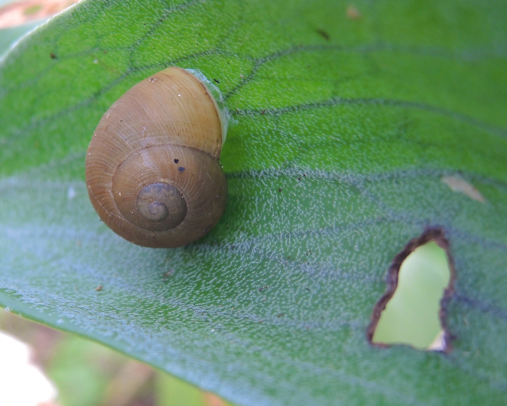escargot ?