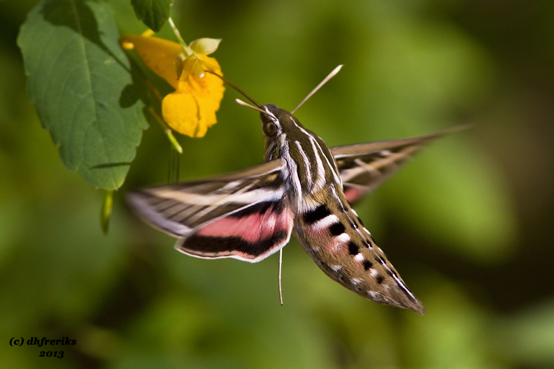 White-lined Sphinx Moth. Lake Park, Milwaukee, WI