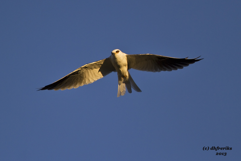 White-tailed Kite