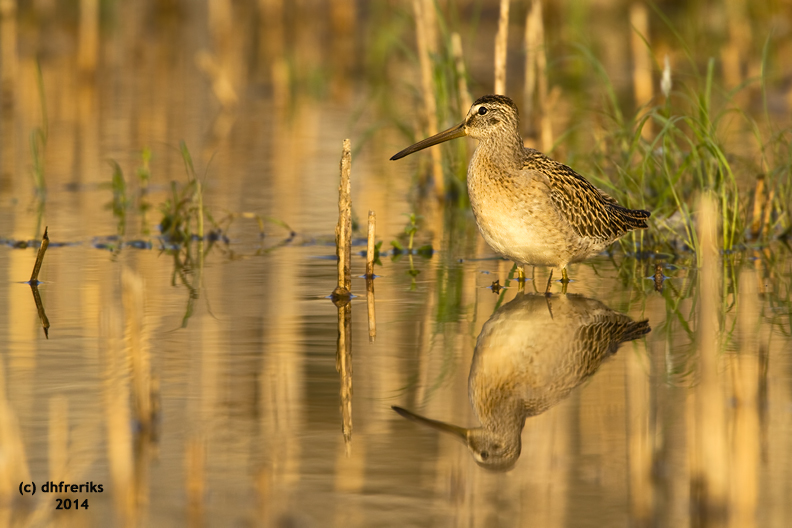 Short-billed Dowitcher. Racine, WI