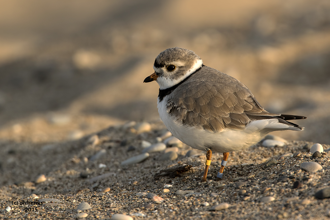 Piping  Plover. Grant Park, Milw.