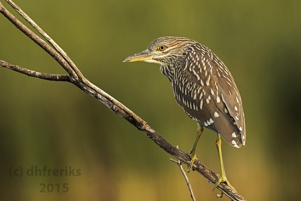 Imm. Black-crowned Night Heron. Horicon Marsh, WI