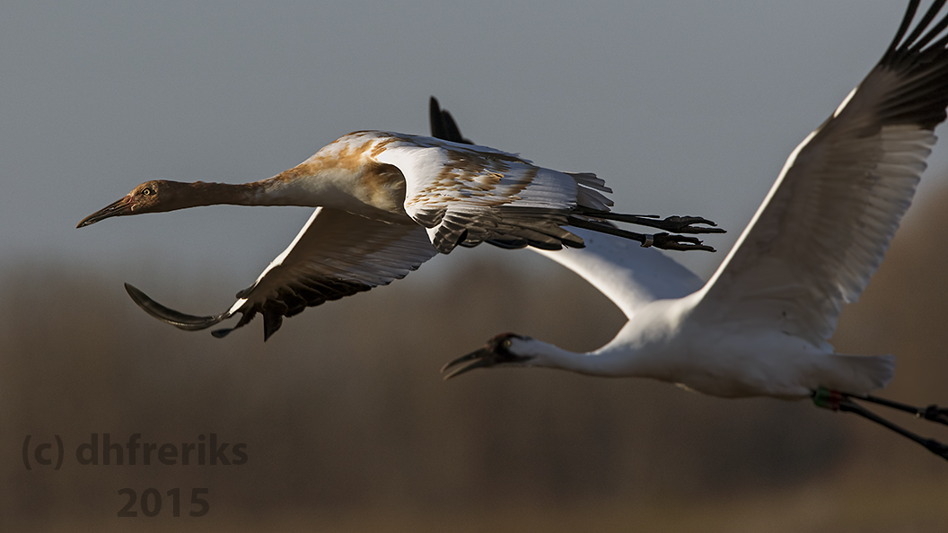 Whooping Cranes. Horicon Marsh, WI