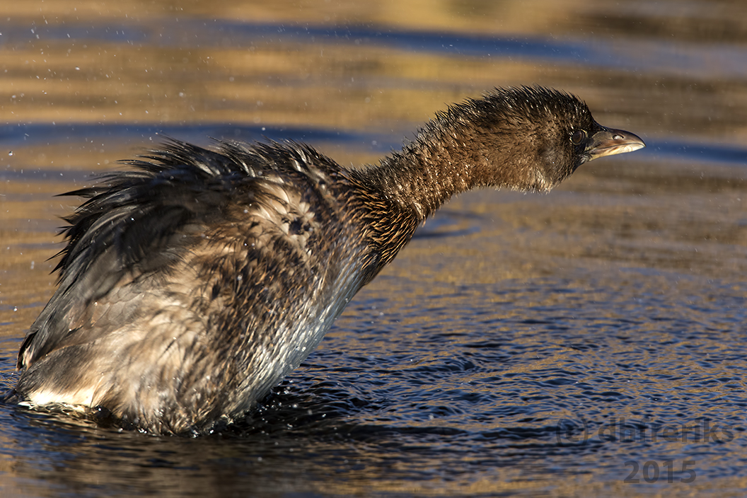 Pied-billed Grebe.  Horicon Marsh. WI