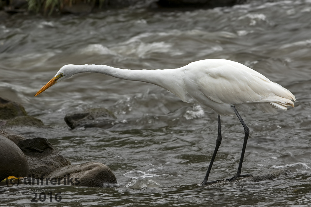 Great Egret. Burlington, WI