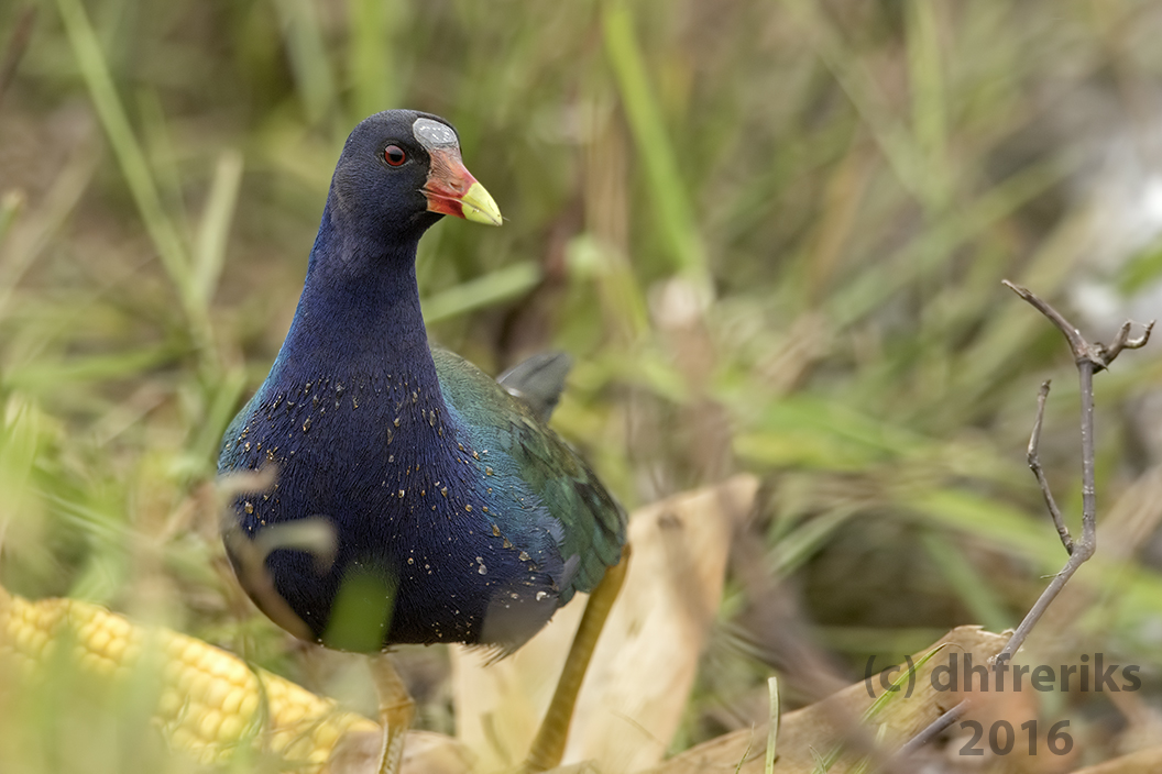 Purple Gallinule. Juneau Co. WI