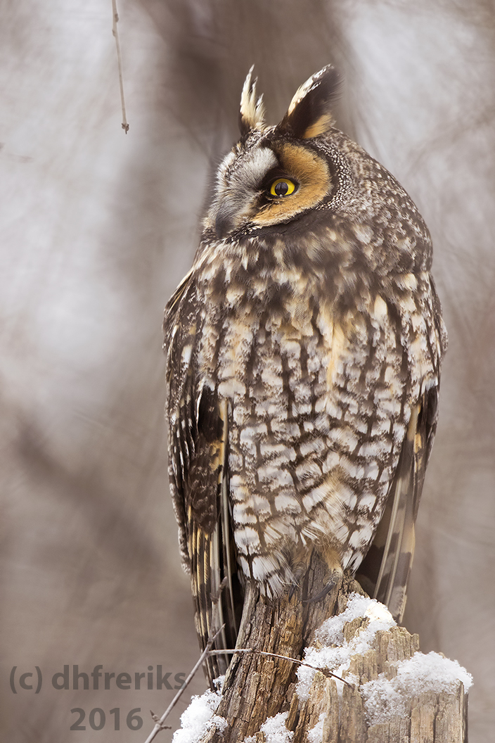 Long-eared Owl. Milwaukee, WI