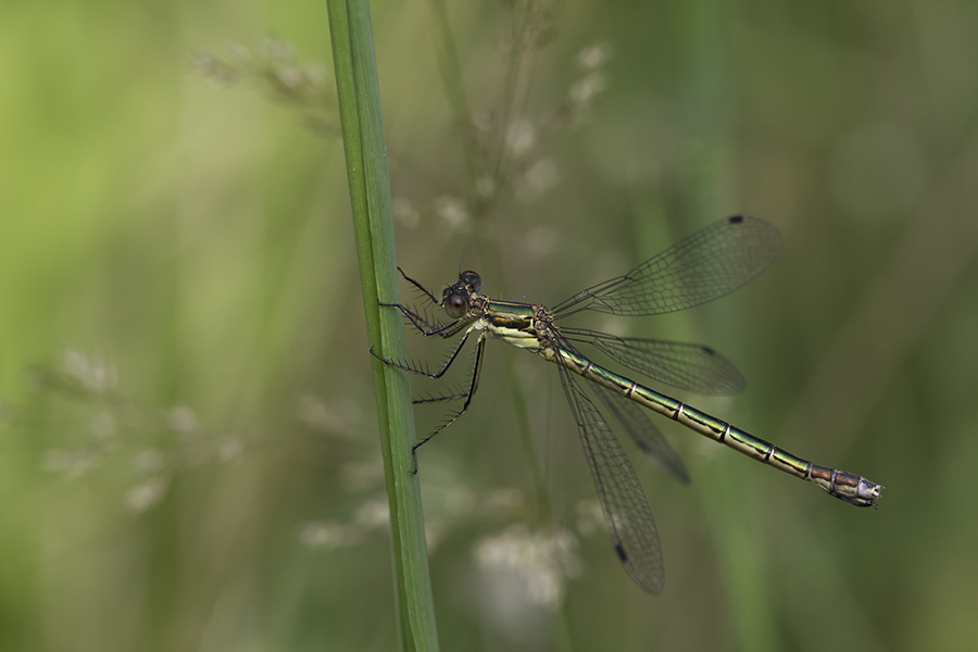 Leste dryade - Emerald spreadwing female (Lestes dryas)