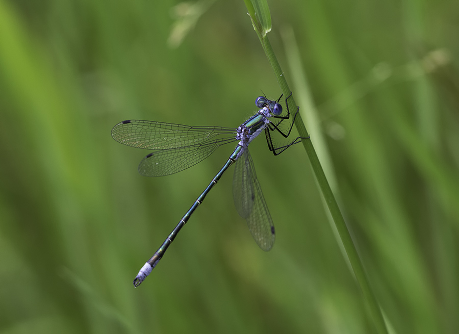 Leste dryade - Emerald spreadwing male (Lestes dryas)