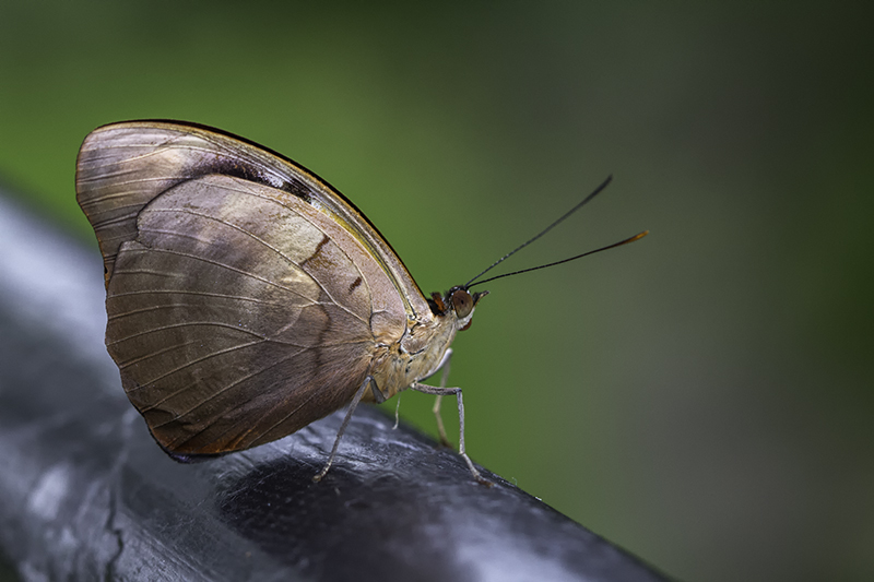 Cordonnier grec / Blue-frosted Banner (Catonephele numilia)