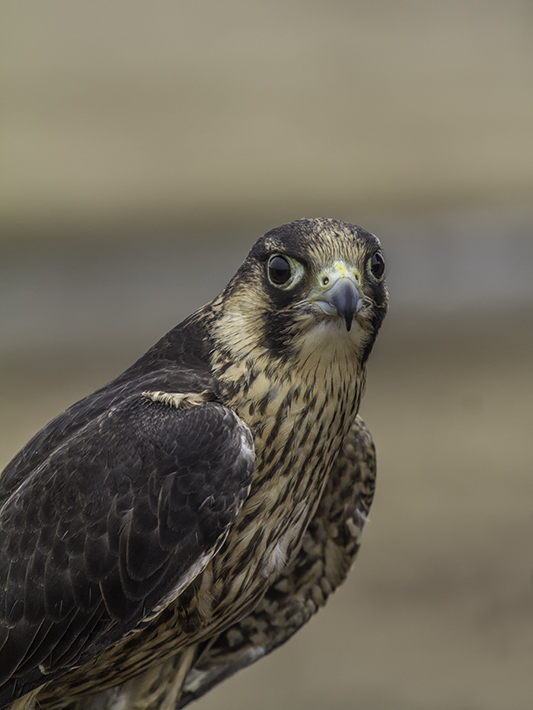 Faucon plerin /  Peregrine Falcon (Falco peregrinus)