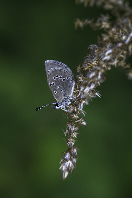 Bleu argent / Silvery Blue (Glaucopsyche lygdamus)