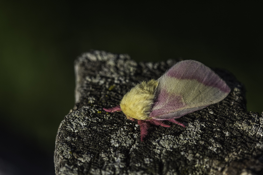 Anisote de lrable / Greenstriped Mapleworm (Dryocampa rubicunda)