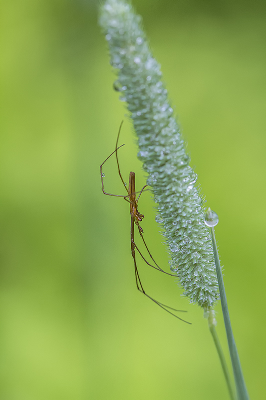 Long-jawed orb weaver (Tetragnatha sp.)