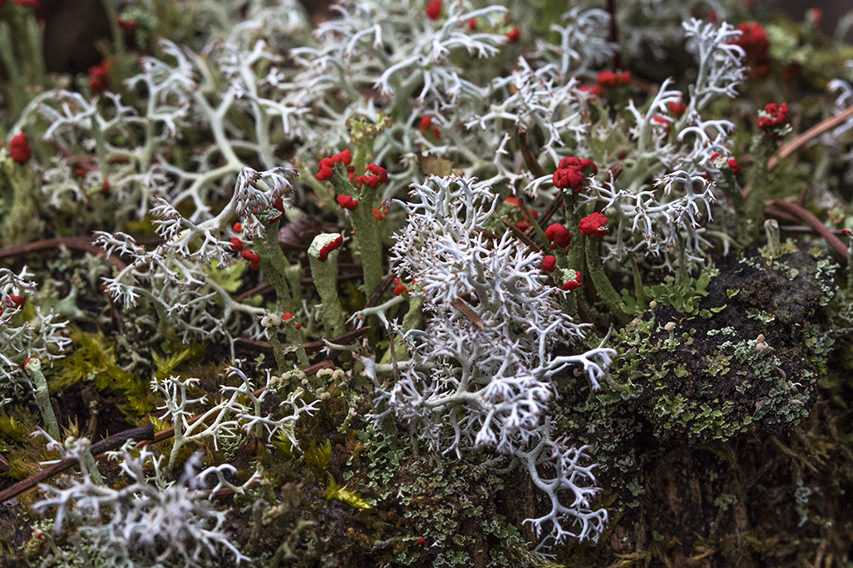 Lichens