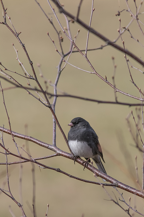 Junco ardois / Dark-eyed Junco (Junco hyemalis)