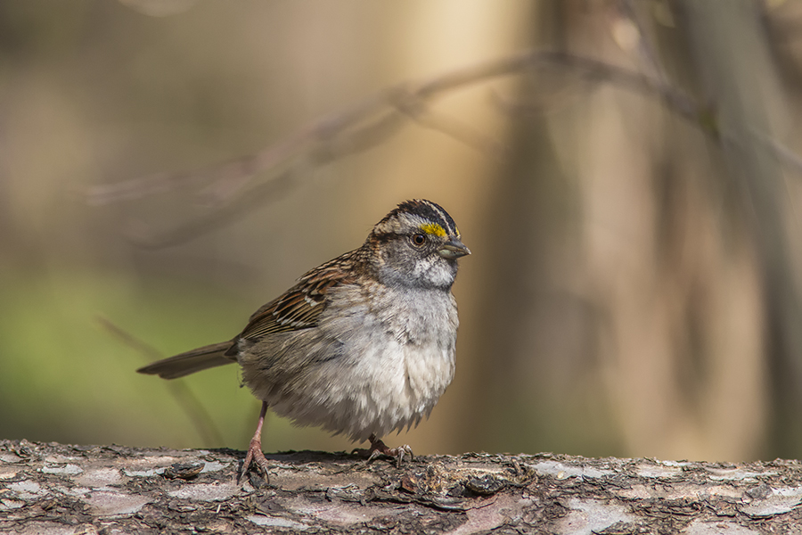 Bruant  gorge blanche / White-throated Sparrow (Zonotrichia albicollis)