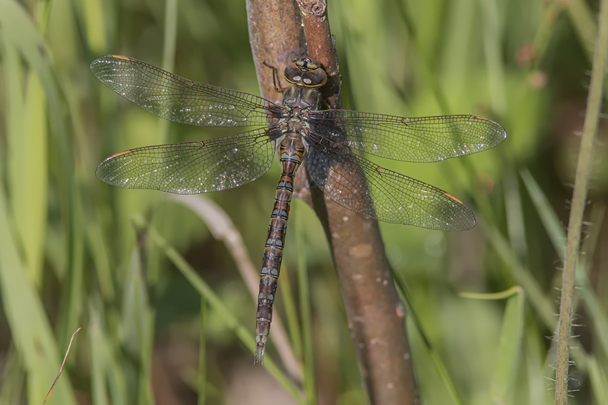 Aeschne clepsydre / Mottled Darner (Aeshna clepsydra)