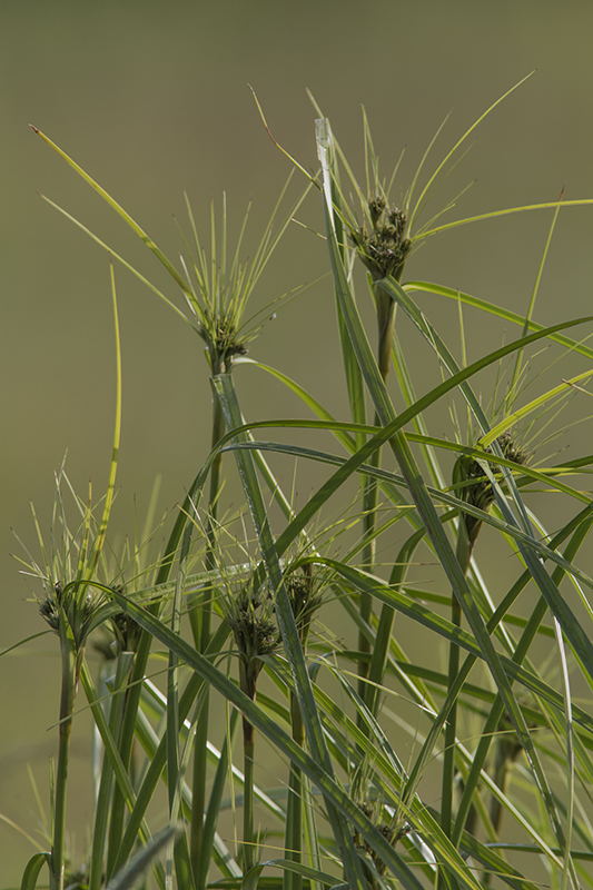 Gramine