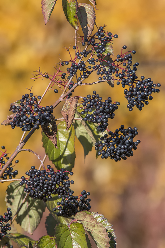 Sureau du Canada / Common Elderberry (Sambucus canadensis)