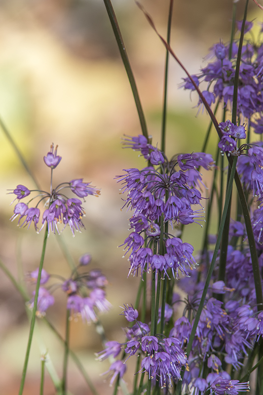 Ail / Allium (Allium thunbergii Ozama)