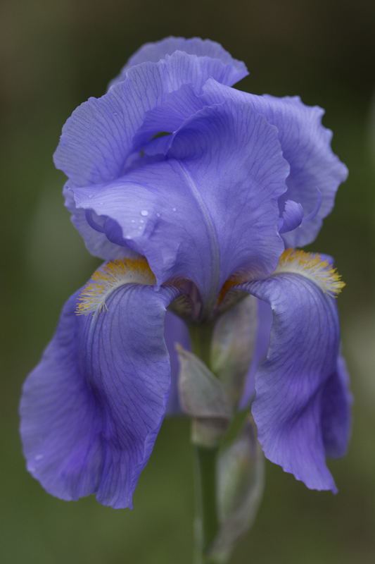 Iris