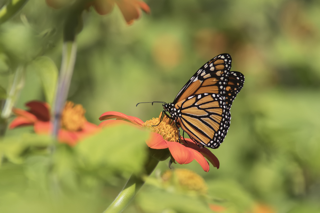 Monarque / Monarch (Danaus plexippus)