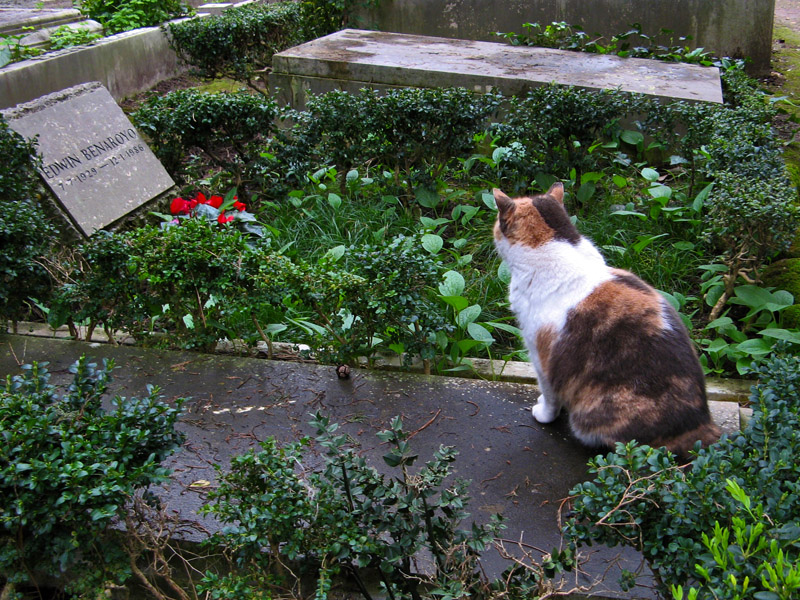 Calico on Duty0974