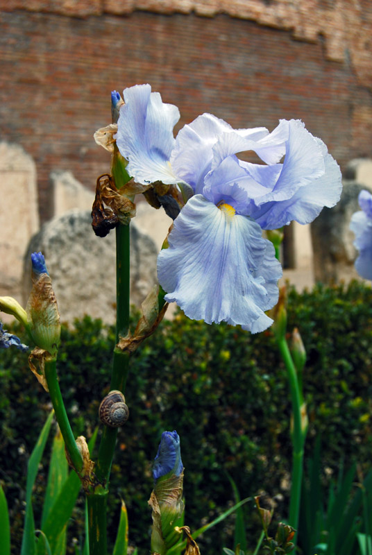 In the Garden6650