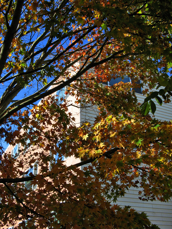 Maple Leaves5444