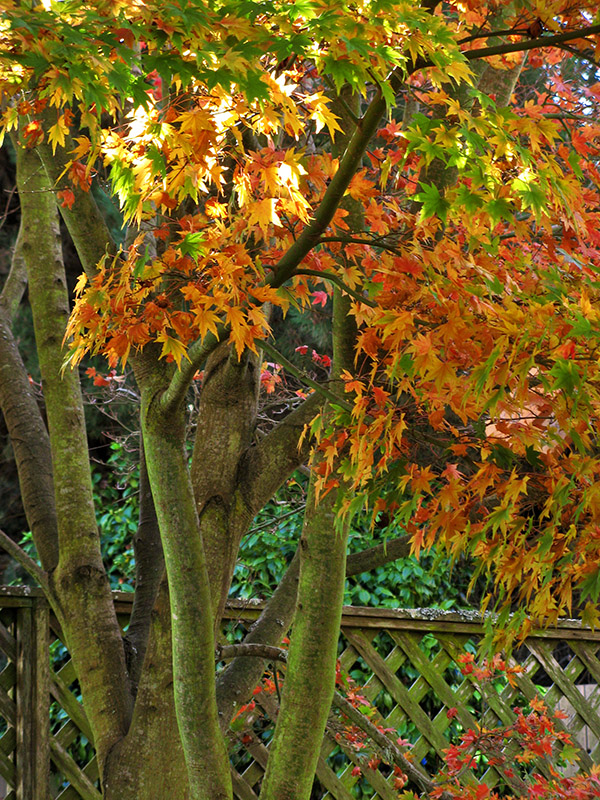 Maple Leaves5436