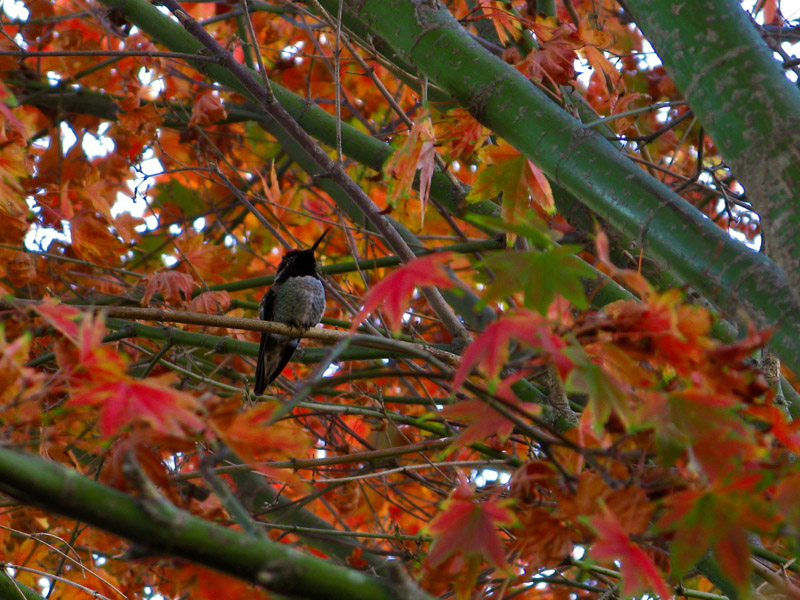 Hummingbird in the Maple Tree5484
