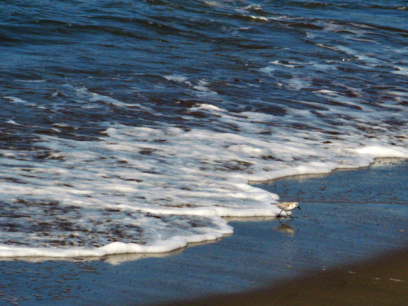 A Lone Shorebird5918