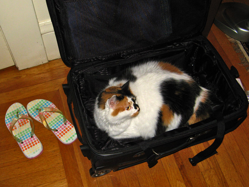 Don't Forget to Take Me With You!5999