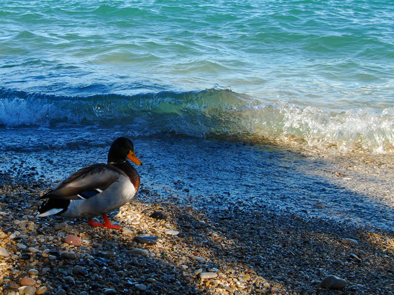 Waves of Clear Waters7476